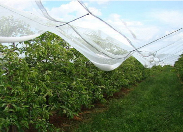Korean technology in producing scaffolding net